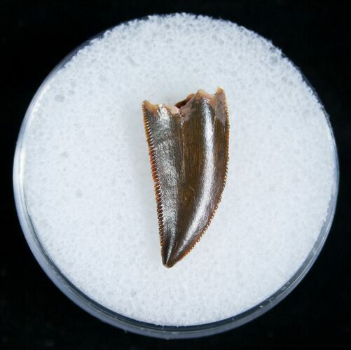 Nice Raptor Tooth From Morocco #5178